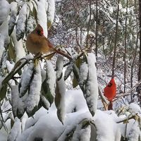 Greenville and Spartanburg, located in the northwestern corner, Upstate area of South Carolina, average cooler temperatures than the Midlands and Lowcountry areas and are more likely to get some snowfall during any given winter. This scene was captured at our beautiful Caesars Head State Park in the Upstate, which is actually where the <a href="https://img-aws.ehowcdn.com/700x/www.onlyinyourstate.com/south-carolina/coldest-temperature-on-record-in-sc/" target="_blank">coldest temperature on reco