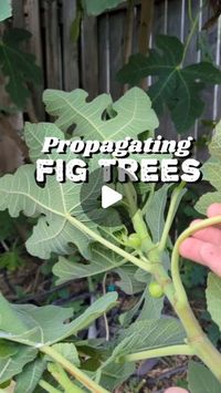 Vanessa Minton on Instagram: "How I turn my fig tree into 10 more! 
.
This is a super basic rundown of how I am propagating my Celeste Fig tree using a mixture of vermiculite and perlite. 
But the goal is to just have a moist but well draining medium with warm temps, some light and humidity! (Think a womb) 
Once you get enough roots, it's go time! 
Fig trees can grow really fast if they are happy where theyre at so ask your neighbor for a cutting because the best time to plant a tree was 2 yrs ago. The second best time is now! 
#figtree #propagation #gardentips"