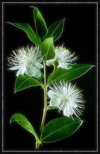 Myrtle | Myrtle (Myrtus communis) | Antony Scott | Flickr