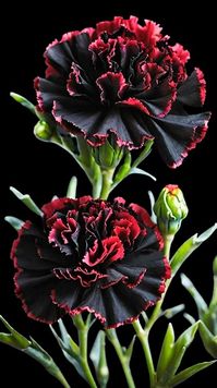 Black carnations