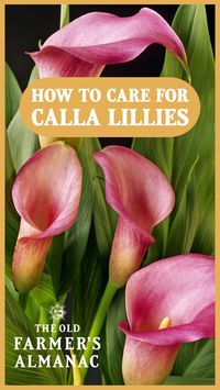 Calla lilies, with their elegant tubular shape and fantastic colors (not just white!), add grace to perennial gardens, patio containers, and cutting gardens in the summer; their blooms last for weeks, attracting butterflies and hummingbirds. Learn how to plant, grow, and care for calla lily flower bulbs.