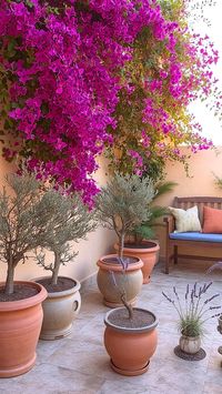 Mediterranean Summer Balcony Garden with Bougainvillea, Olive Trees, and Terracotta Pots