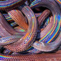 Sunbeam Snake ! Known for their highly iridescent scales