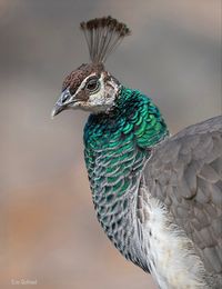 Pavo cristatus: A peafowl species native to the Indian subcontinent, but introduced to many other countries.