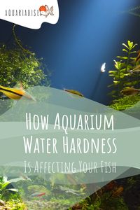 Water hardness is an important water parameter for healthy saltwater and freshwater fish tanks. Knowing the water hardness in your aquarium and understanding what it affects and how it’s affected will give you more control and insight over your entire ecosystem!