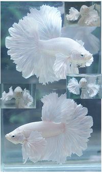 White Betta