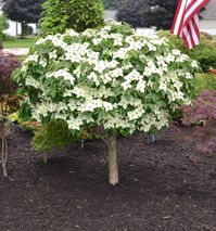 Garden With The Chinese Dogwood Dwarf Tree : Dwarf Trees For Your Garden