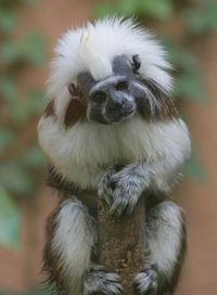 The Cotton-top Tamarin (Saguinus oedipus) is a small New World monkey weighing less than 0.5 kg (1.1 lb). One of the smallest primates, the cotton-top tamarin is easily recognized by the long white sagittal crest extending from its forehead to its shoulders. The species is found in tropical forest edges and secondary forests in northwestern Colombia where it is arboreal and diurnal