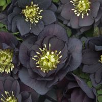 Wedding Party® Dark and Handsome - Lenten Rose - Helleborus hybrid