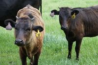 Y2 Wagyu - Wagyu, Akaushi, and Charolais Cattle