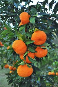 Tangerine oranges on tree