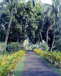 19740809_RB67_0405 Thurston Gardens, Suva | John Stewart | Flickr