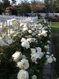 Hedge of White Iceberg Rose