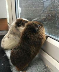 Guinea Pigs watching the rain downpour