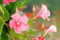 Grow Mandevilla (Rocktrumpet) for Easy Summer Color