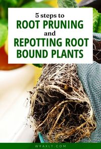 Planning on root pruning and repotting? Sharing to you my 5 steps to root pruning and repotting root bound plants so you can have the most benefit out of your container gardening. The steps will not only teach you how to root prune but also provide you with viable options on repotting. Discover all the steps here. | Wraxly gardening tips, root bound plants tips | Home gardening