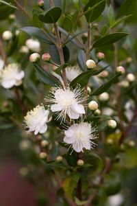 Myrtle (Myrtus communis). Given a sheltered position, myrtle will bloom for at least two months through August and September — flowers followed by small black fruits. It’s a Mediterranean native, grown here since Elizabethan times. Queen Victoria had myrtle in her wedding bouquet, and after that it became the must-have shrub, everyone claiming that their myrtle had been struck as a cutting from the wedding sprig.