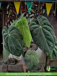 Anthurium Papillilaminum Hybrid #anthuriumpapillilaminum #anthuriumpapillilaminumhybrid #anthurium #aroidaddicts #rareplants