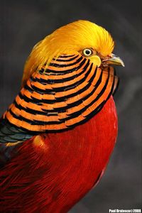 Chrysolophus pictus: A beautiful game bird native to mountain forests in areas of western China.