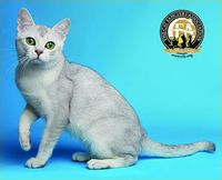 Burmilla Top Cats – The Cat Fanciers' Association, Inc