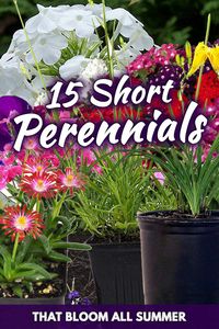 Discover 15 short perennial plants that flower all summer long in your garden. Explore more perennial options for a vibrant and colorful garden on our page.