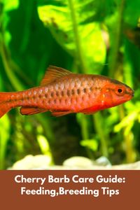 The Cherry Barb is a popular freshwater fish known for its bright red coloration and peaceful nature.  Ideal for community tanks, these hardy fish are easy to care for and add a splash of vibrant color to any aquarium.