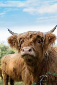 Scottish Highland Cattle                                                                                                                                                                                 More