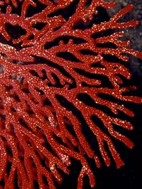 Bright Red Gorgonian Soft Coral Flares from a Sub-Tropical Reef, Australia Photographic Print by Jason Edwards at Art.com