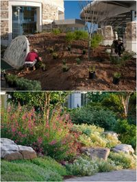 Add beauty to your yard with these incredible DIY rock gardens. This is a great way to add a stunning garden decoration with little time or effort involved. #diy #gardening #rockgarens #backyard #landscaping #yarddecor #backyard #backyardgarden #easygarden