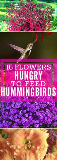 16 Perennials for Hungry Hummingbirds #Hummingbirds #Gardening #HummingbirdGarden #GardenForHummingbirds #Butterflies #WhiteFlowerFarm