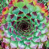 Bicolor Red Hens & Chicks  Product Information:  Light: Full sun  Height: 2-5"  Deer Resistant  Bloom Time: Midsummer  Size: Potted  Zones: 3 to 8