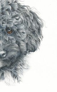 How to Paint a Curly Haired Poodle in Watercolor - Rebecca Rhodes