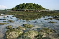 Singapore - Walk among the mangroves at Chek Jawa