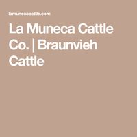 La Muneca Cattle Co. | Braunvieh Cattle