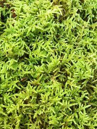 "Live Sheet Moss/ Hypnum Imponens/Large Pieces of Sheet Moss/ Choose your size/ Healthy Green Moss for Terrarium/Vivarium Beautiful selection of healthy bright green live Sheet Moss sustainably harvested from our property in NE Tennessee. This selection is perfect for use in your vivarium, terrarium, moss garden, and more! You will receive a similar selection to what is shown in the photos. *Choose between 3 different size options in the dropdown menu. The pieces in this set measure come in \"sh