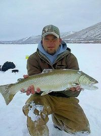 Fishing in Utah | ... The fish is the largest tiger trout ever caught and released in Utah