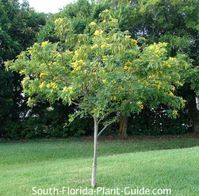 young surattensis tree