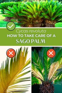 Master the art of caring for your Sago Palm with this comprehensive guide for both outdoor and indoor settings. Visit www.TheGardenStyle.com to learn more.