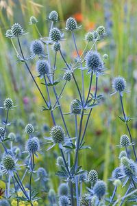 Eryngium planum blaukappe 1m x 0.5m A small-flowered and clump-forming sea holly with masses of prickly, bright electric silver-blue flowers produced in open umbels. Adds zing to any border and good with so many colours. Perennial and hardy, flowering from mid to late summer at 90cm high. Prefers full sun in any garden soil, tolerant of drought. H4.