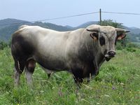 A French Gascon bull