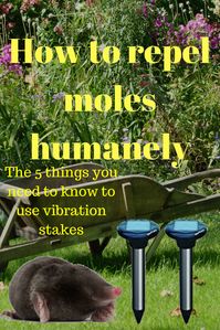 How to repel moles humanely. The 5 things you need to know to use vibration stakes. #moles #gardening