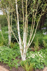 Multi-stemmed Birch