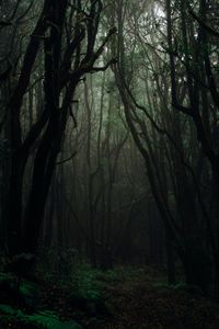 Dark misty forest scene with some sunlight coming through the treetops