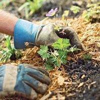 How to Pick the Best Mulch for Your Landscape