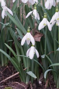 Cute flowers, white as snow, on dark winter days seem to glow. Drops of hope, glimmer of joy, snowdrops bring happiness to every girl and boy!