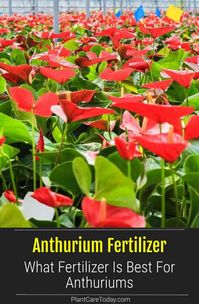 What Is The Best Fertilizer For Anthurium Plants?