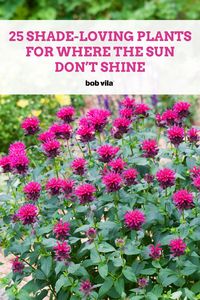 Perfect for areas where sunlight is scarce, these plants thrive in shaded spots and are ideal for gardeners looking to enhance their landscape in low-light conditions.   Keep reading to see the list of plants and flowers that don't require too much sun.