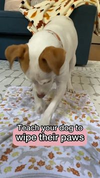 Dog behavior training guide and games by expert