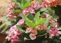 Propagating Crown Of Thorns: Growing Crown Of Thorns Plant Cuttings Or Seeds