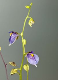 Hello, Thank you for checking out my listing. Up for sale is this beautiful Utricularia Calycifida You will receive a similar plant to the one in the photos (This is not a plug, this is a 2.5in pot full of Utricularia) Shipped potted... Ships USPS Priority . All sales are final no returns... Any plants that are DOA you need to take a photo of the plant after removing the cup and send me photos before end of day receiving the plant... (DO NOT REMOVE THE TAPE HOLDING THE MEDIA AND PLANT IN PLACE) failure to do so will result not receiving a replacement plant.. If you are looking for multiple plants I will combine shipping... All my plants are grown under LED lighting for 14 hours a day. Temperatures range from 75~80 Fahrenheit during the day, and 60~70 at night. Humidity is kept between 75-8